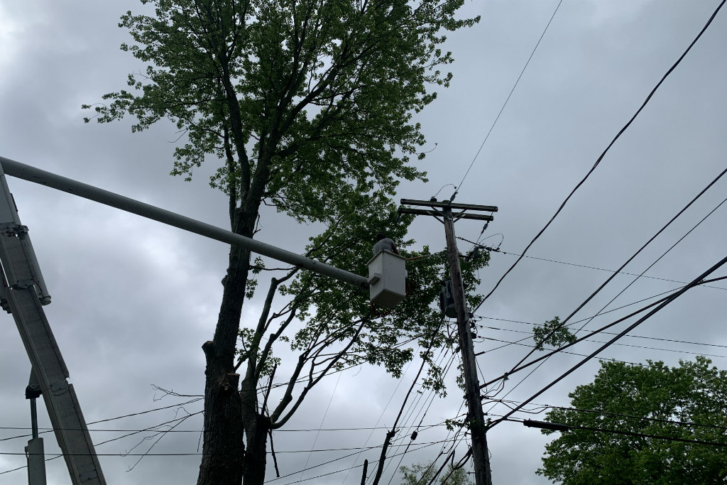 Emergency Tree Removal | Tree Specialist