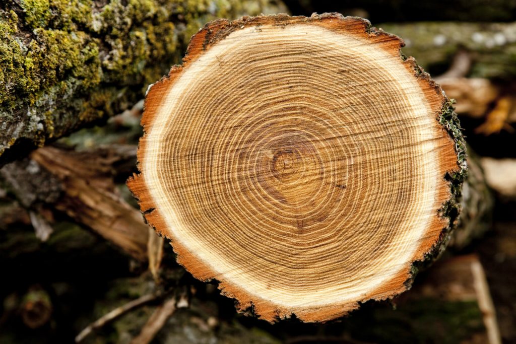 Home | Tree Specialist